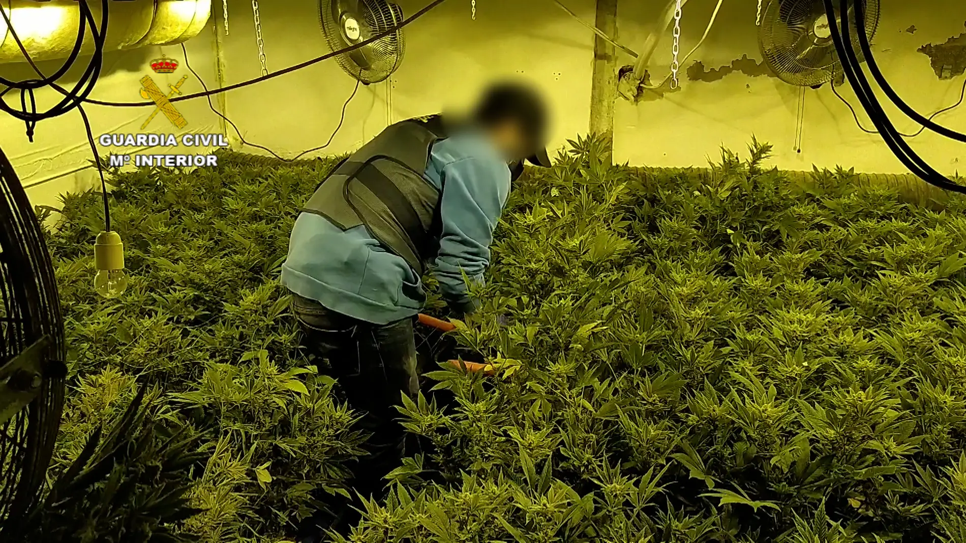 Interior de una de las plantaciones de marihuana