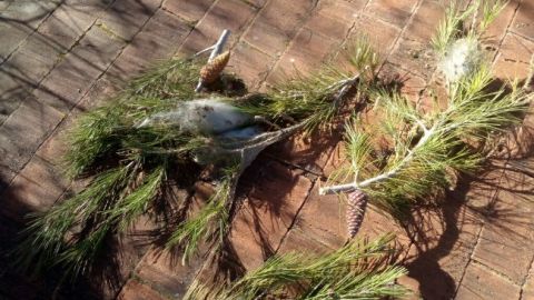 Solicitan colaboraci&oacute;n ciudadana para luchar contra la procesionaria