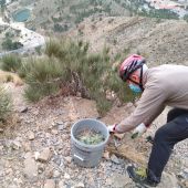 La Concejalía de Medio Ambiente ha informado este martes que el Grupo de Montañismo Oriolano (GOM) ya ha retirado gran cantidad del cactus de Arizona existente en la sierra de Orihuela 