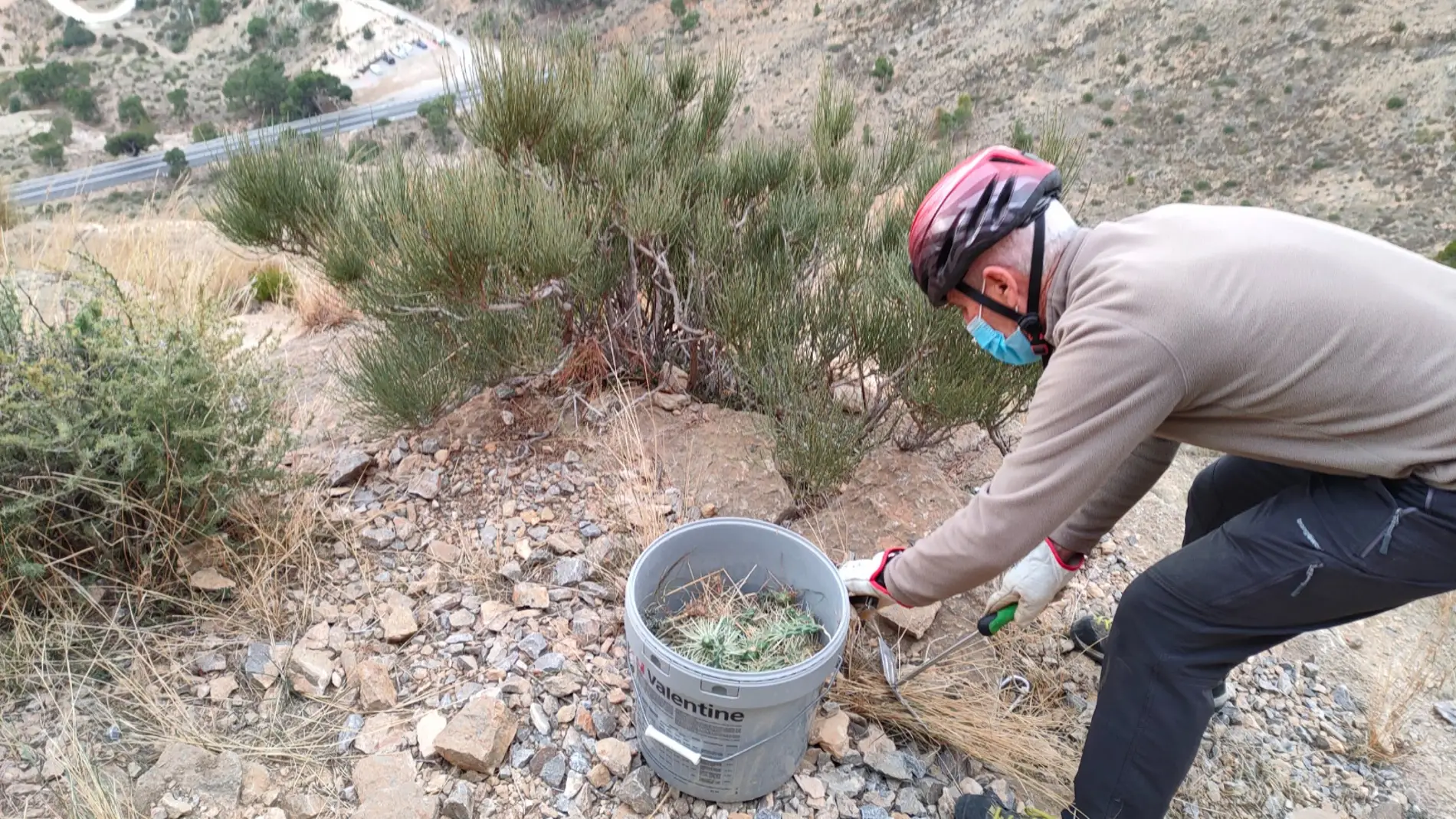 La Concejalía de Medio Ambiente ha informado este martes que el Grupo de Montañismo Oriolano (GOM) ya ha retirado gran cantidad del cactus de Arizona existente en la sierra de Orihuela 