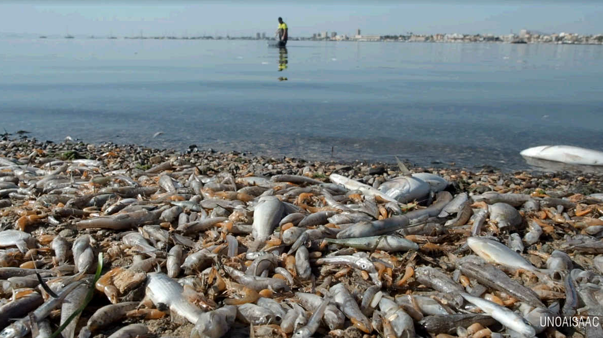 El Convenio de Barcelona de Naciones Unidas anuncia que entrará al fondo de la queja sobre el Mar Menor presentada por Ecologistas en Acción El Convenio de Barcelona de Naciones Unidas anuncia que entrará al fondo de la queja sobre el Mar Menor presentada por Ecologistas en Acción