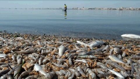 Mortandad de peces en el Mar Menor