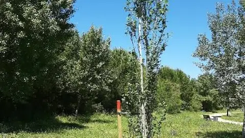 Plantaciones en Alcalá de Henares Plantaciones en Alcalá de Henares
