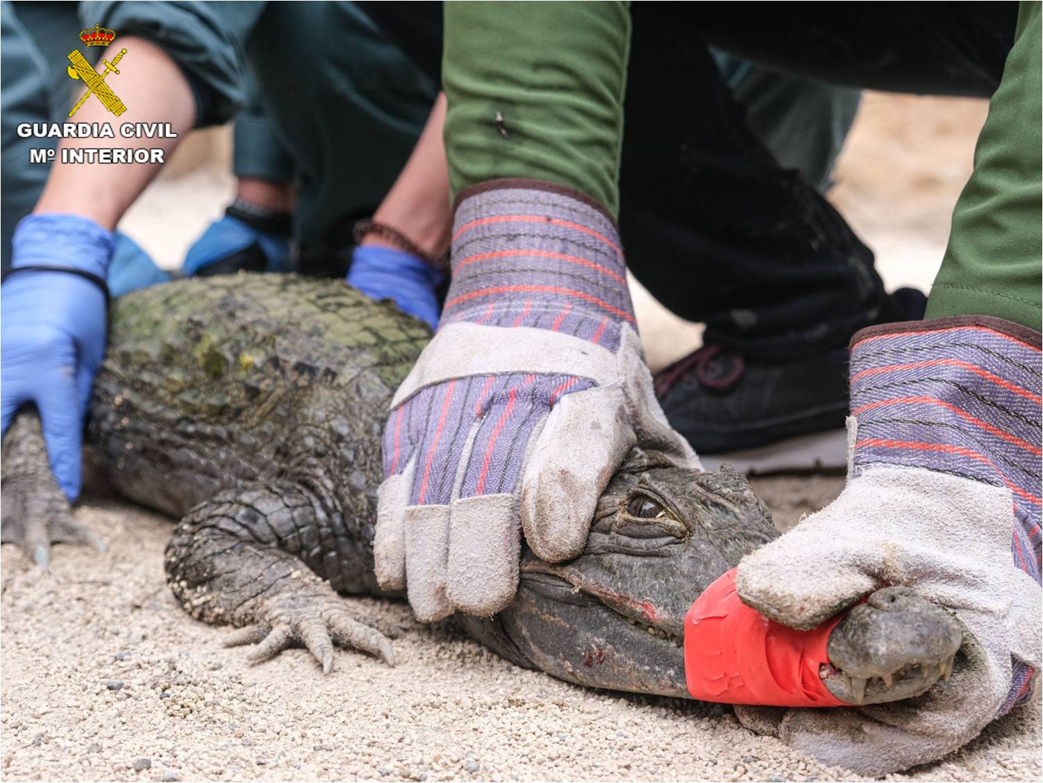 La Guardia Civil interviene en un chalé de Sax un caimán de 1,60 metros de longitud y un águila de Harris La Guardia Civil interviene en un chalé de Sax un caimán de 1,60 metros de longitud y un águila de Harris