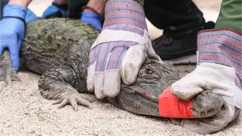 Ejemplar de caimán encontrado por el Seprona en la localidad de Sax. Ejemplar de caimán encontrado por el Seprona en la localidad de Sax.