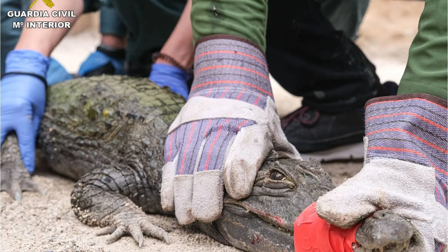 Ejemplar de caimán encontrado por el Seprona en la localidad de Sax. Ejemplar de caimán encontrado por el Seprona en la localidad de Sax.