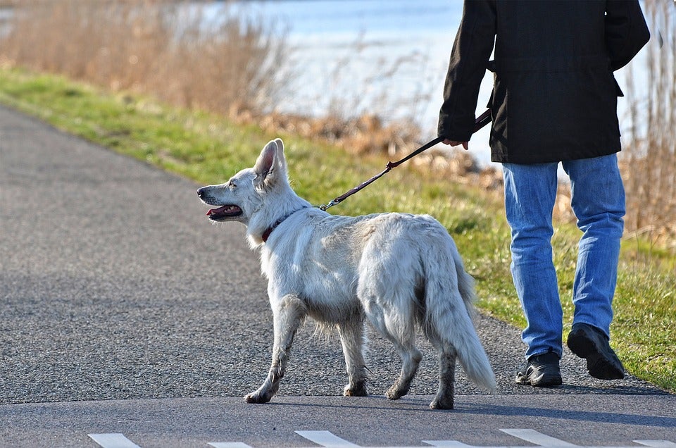 Responsabilidad con las mascotas Responsabilidad con las mascotas