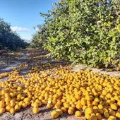 Jóvenes Agricultores ASAJA Alicante alerta de la dramática situación de crisis que están atravesando los agricultores de limón de la provincia de Alicante Jóvenes Agricultores ASAJA Alicante alerta de la dramática situación de crisis que están atravesando los agricultores de limón de la provincia de Alicante