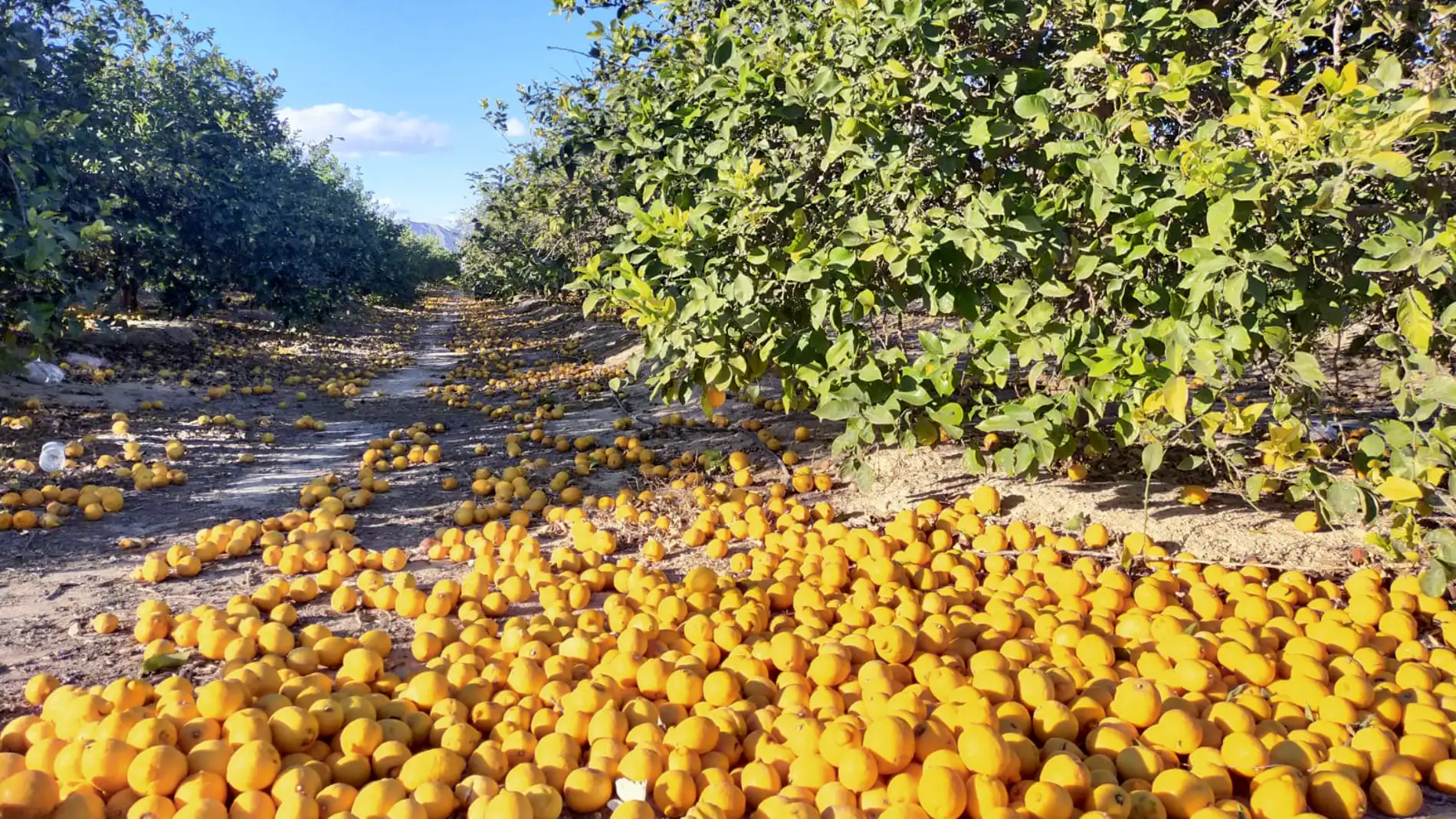 Jóvenes Agricultores ASAJA Alicante alerta de la dramática situación de crisis que están atravesando los agricultores de limón de la provincia de Alicante 