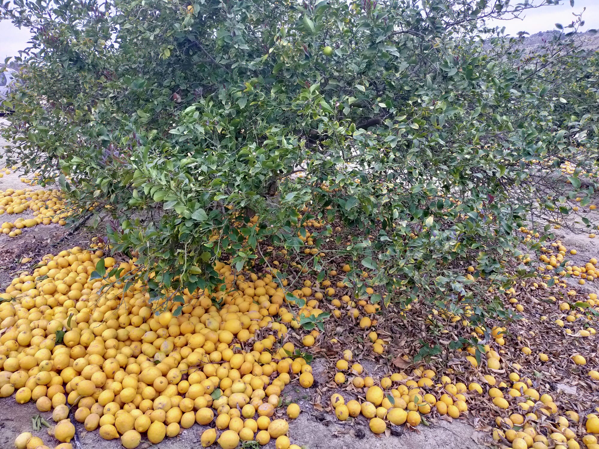 Las restricciones sanitarias en la hostelería arruinan la campaña de los productores de limón en Alicante Las restricciones sanitarias en la hostelería arruinan la campaña de los productores de limón en Alicante