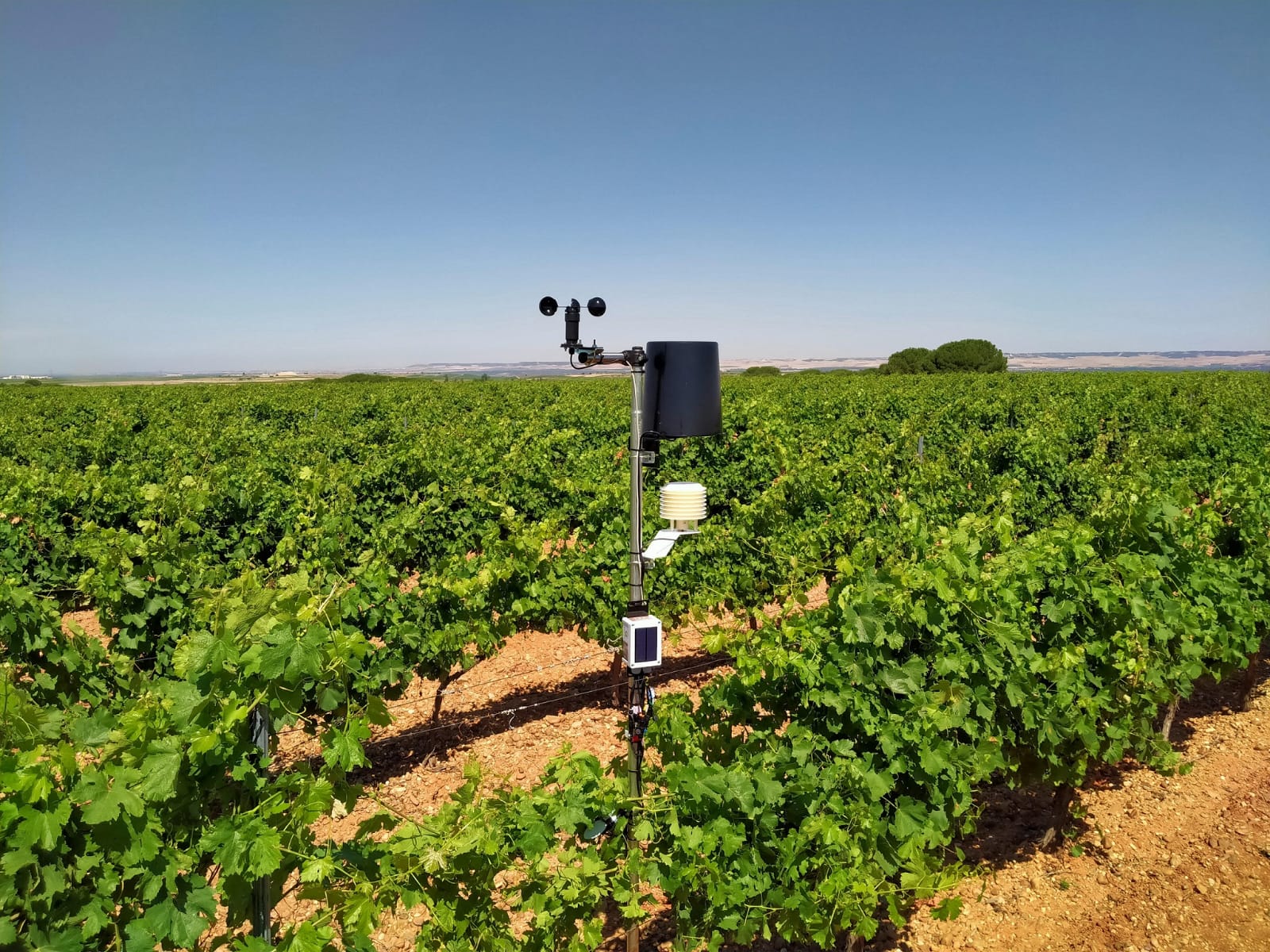 Rueda controlará los viñedos a través de una app Rueda controlará los viñedos a través de una app