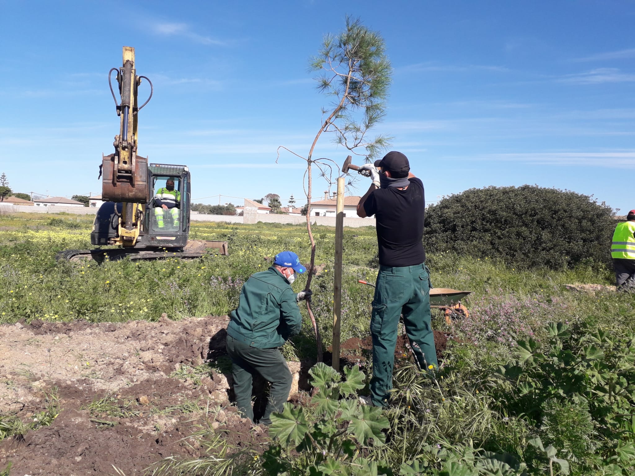 Más pinos en los espacios verdes de Chiclana Más pinos en los espacios verdes de Chiclana
