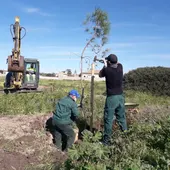 Más pinos en los espacios verdes de Chiclana Más pinos en los espacios verdes de Chiclana