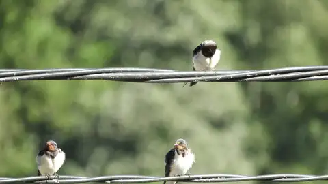 Golondrinas Golondrinas