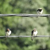 Golondrinas Golondrinas