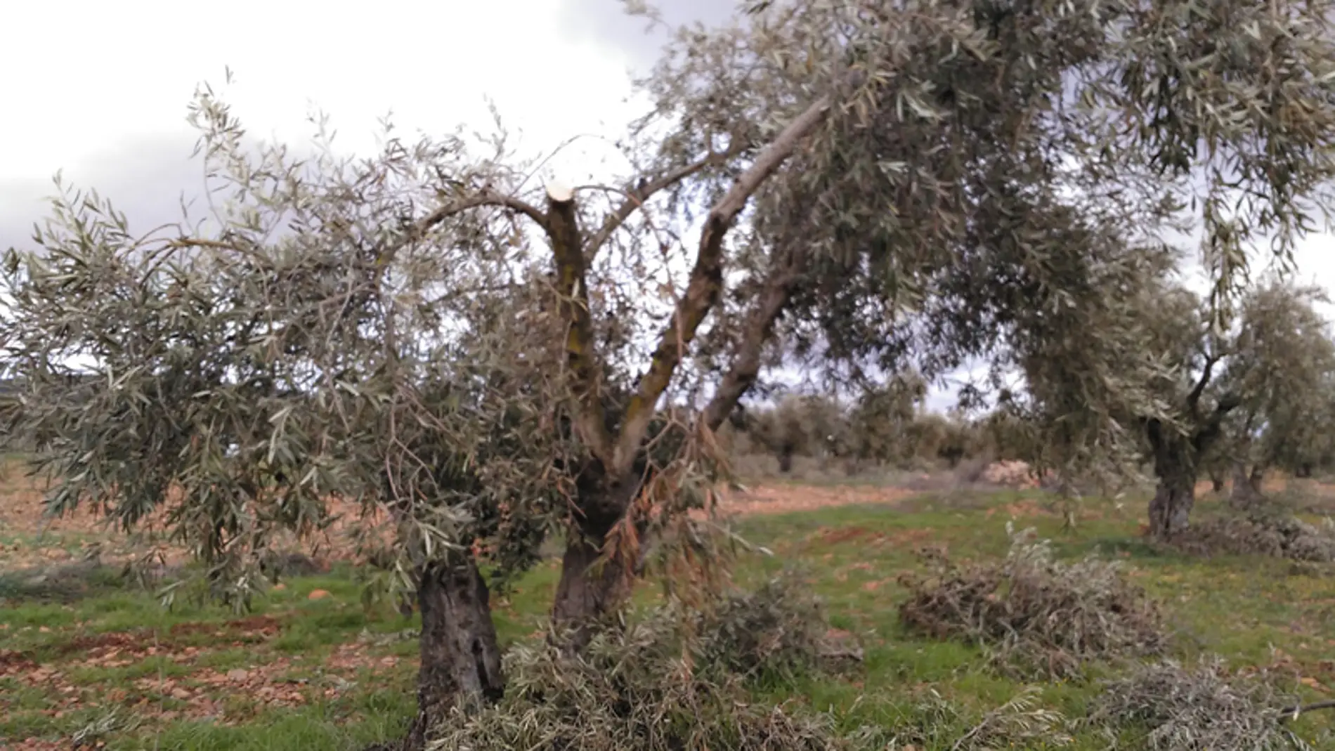 Olivos dañados en la provincia de Toledo
