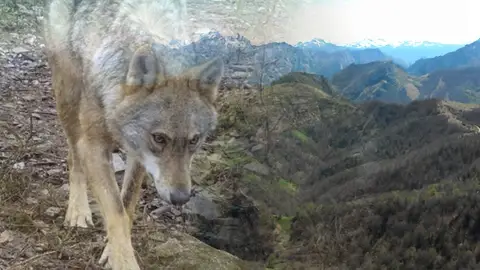 Los ayuntamientos siguen preocupados por el lobo Los ayuntamientos siguen preocupados por el lobo