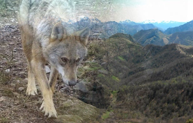 Marta Alonso: "Creemos que hay evidencias para presentar una demanda contra la protección del lobo" Marta Alonso: "Creemos que hay evidencias para presentar una demanda contra la protección del lobo"
