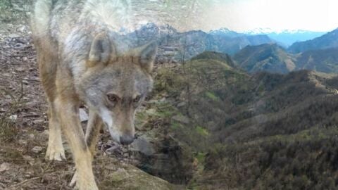 Ponga presenta una demanda contra la protecci&oacute;n del lobo