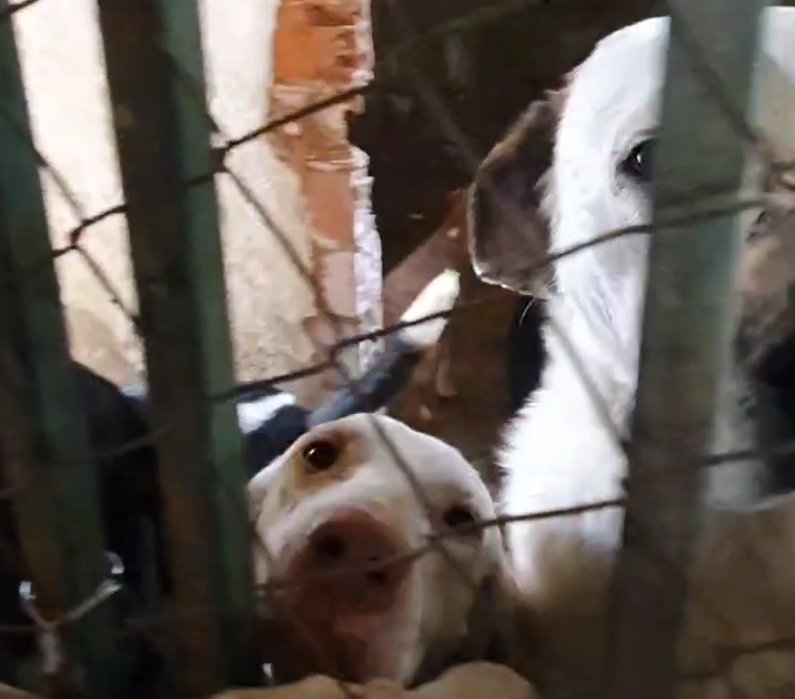 Cruce de denuncias y acusaciones entre el Ayuntamiento de Guadalupe y '112 SOS Vagabundos' por la situación de unos perros en las instalaciones municipales Cruce de denuncias y acusaciones entre el Ayuntamiento de Guadalupe y '112 SOS Vagabundos' por la situación de unos perros en las instalaciones municipales