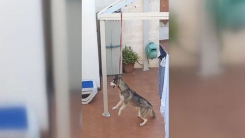 "Si para ser padre, no te piden que cumplas ningún requisito, imagínate para ser propietario de un animal" "Si para ser padre, no te piden que cumplas ningún requisito, imagínate para ser propietario de un animal"