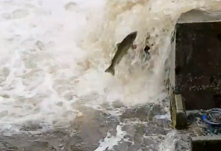 Ciudadanos solicitará la comparecencia del director general de Medio Natural tras reunirse con las asociaciones de pesca fluvial Ciudadanos solicitará la comparecencia del director general de Medio Natural tras reunirse con las asociaciones de pesca fluvial