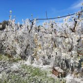 Las heladas causan importantes daños en las comarcas frutícolas