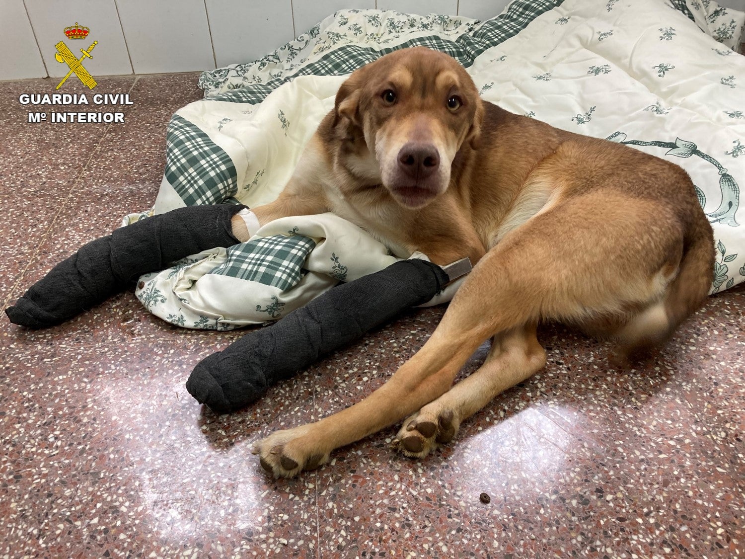 Investigado un vecino de Alicante tras dejar a su perro en el albergue con dos patas rotas Investigado un vecino de Alicante tras dejar a su perro en el albergue con dos patas rotas