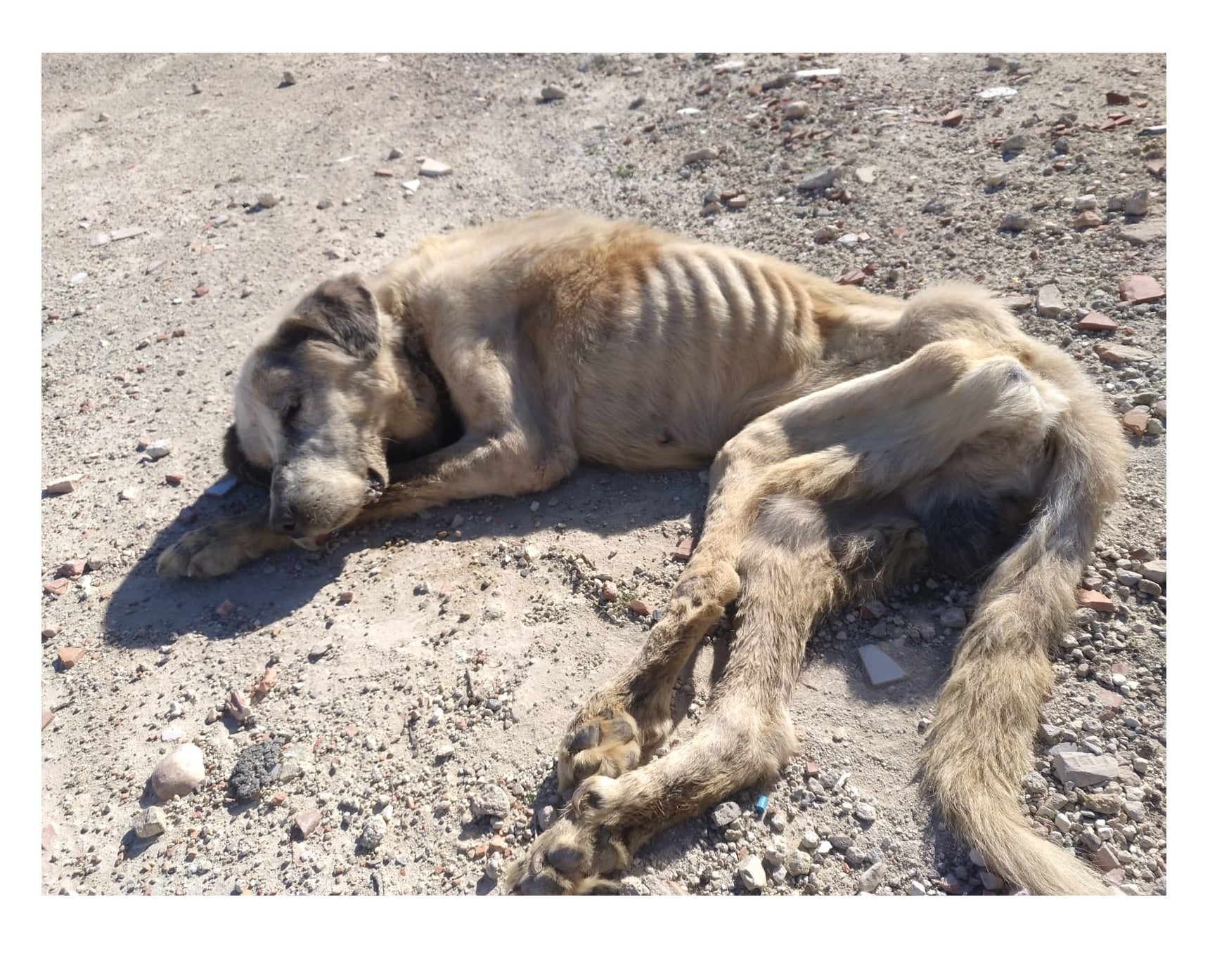 El acusado de abandonar moribundo al perro Ragnar en Elche se enfrenta a una petición de más de 14 meses de cárcel El acusado de abandonar moribundo al perro Ragnar en Elche se enfrenta a una petición de más de 14 meses de cárcel