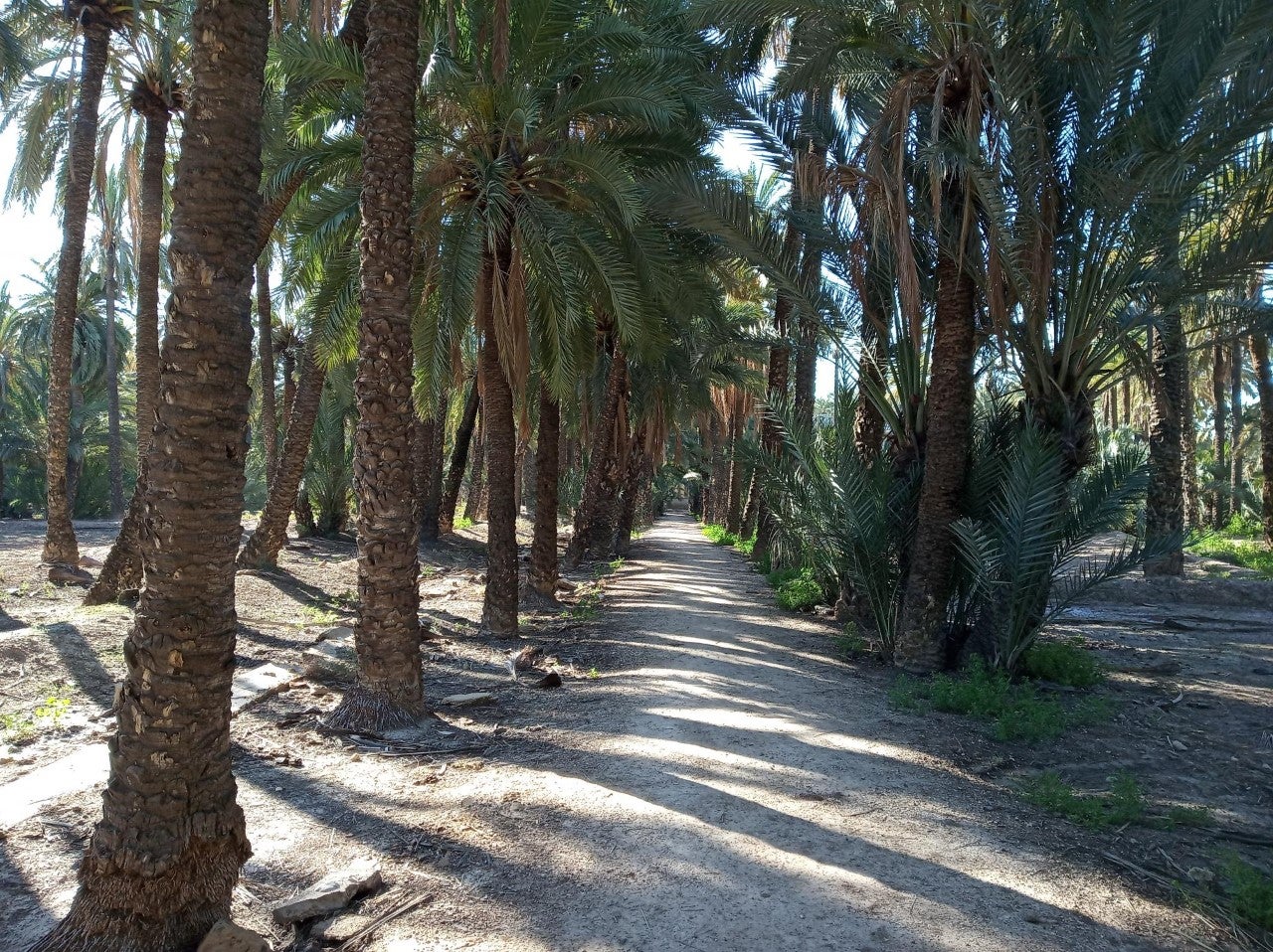 El viento vuelve a soplar moderado este jueves en Elche, Crevillent y Santa Pola El viento vuelve a soplar moderado este jueves en Elche, Crevillent y Santa Pola