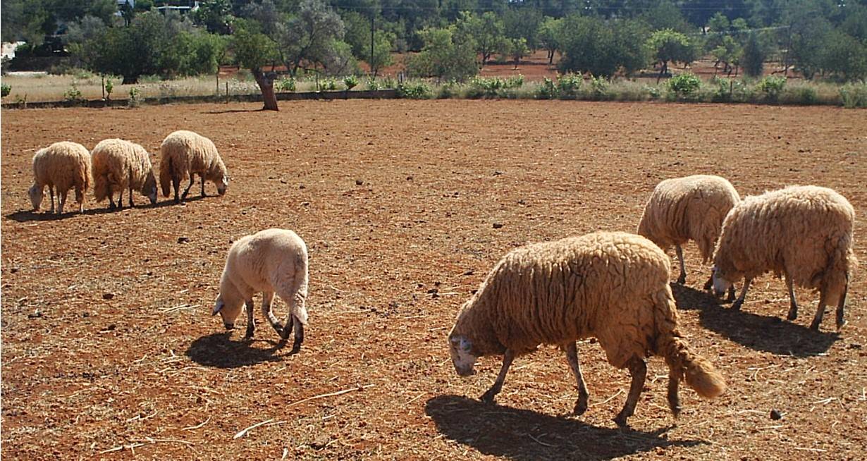 El Consell de Ibiza recuerda a los propietarios de perros la obligatoriedad de tenerlos controlados El Consell de Ibiza recuerda a los propietarios de perros la obligatoriedad de tenerlos controlados
