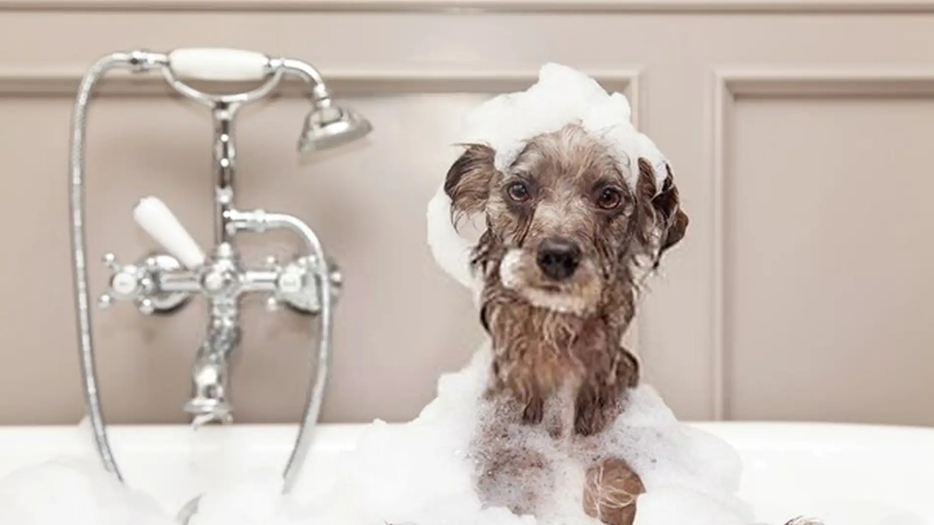 Ángel Osuna, adiestrador canino, nos habla del baño de nuestros perros y nos ofrece sus consejos 