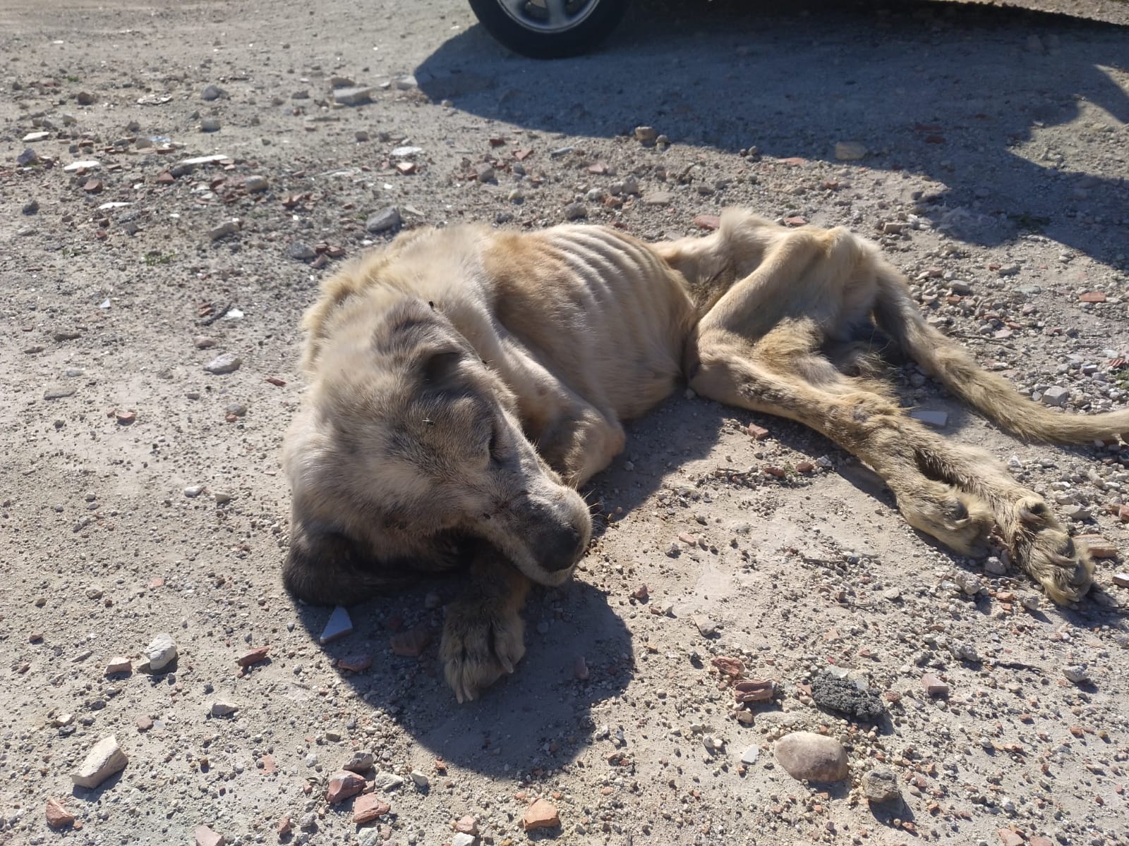 Menos de un cinco por ciento de los casos de maltrato animal llegan a juicio Menos de un cinco por ciento de los casos de maltrato animal llegan a juicio