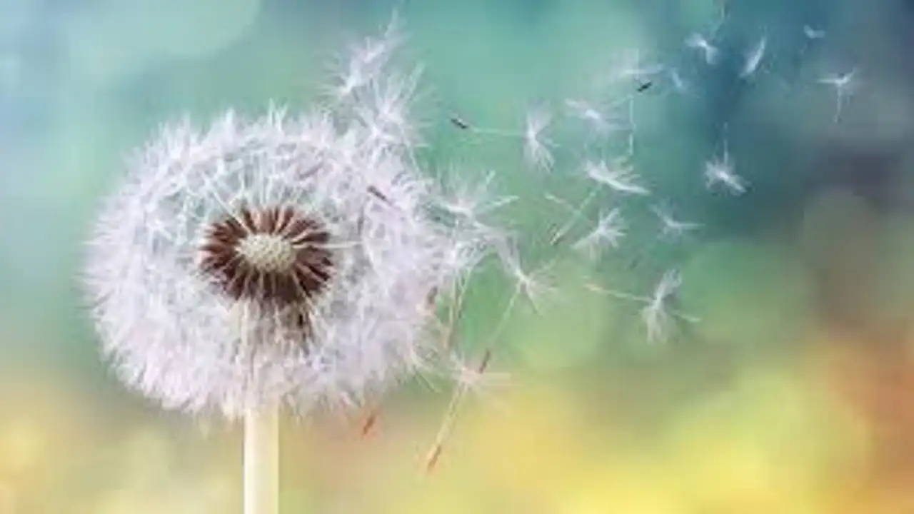 La primavera se presenta con un nivel de polinización moderada o alta La primavera se presenta con un nivel de polinización moderada o alta