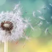 La primavera se presenta con un nivel de polinización moderada o alta La primavera se presenta con un nivel de polinización moderada o alta