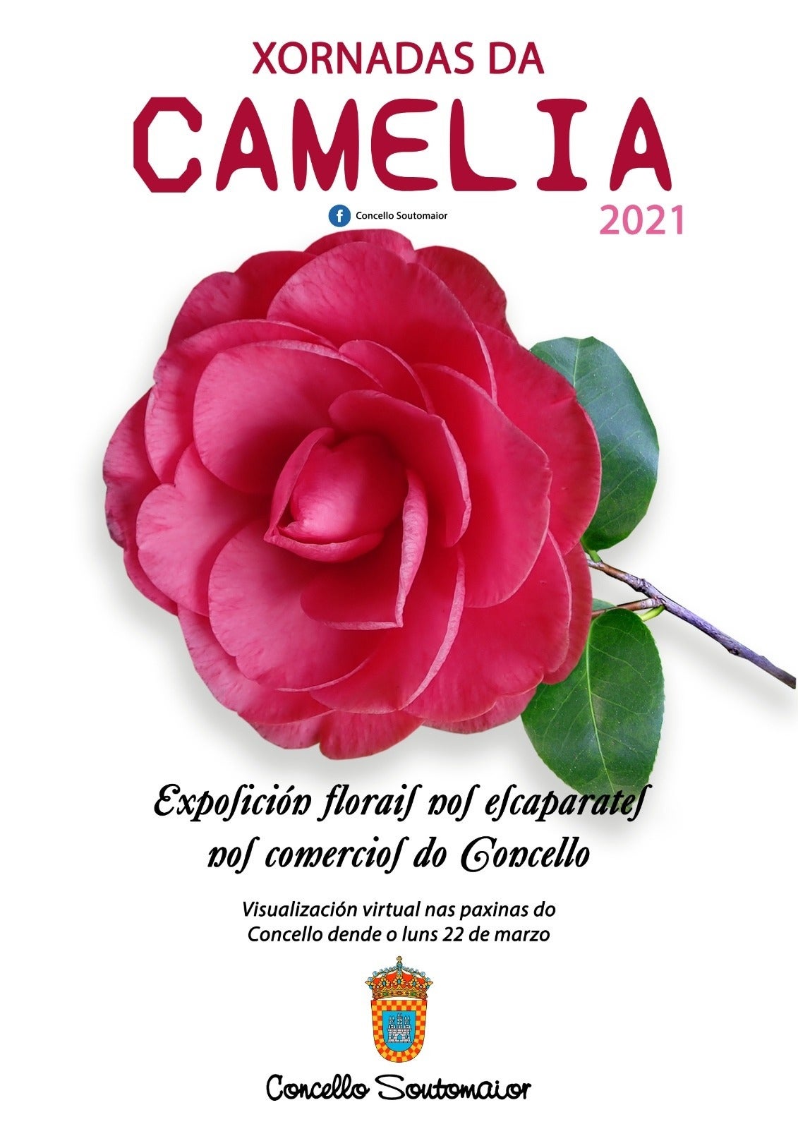 Los comerciantes de Soutomaior desarrollan una campaña de homenaje a la camelia Los comerciantes de Soutomaior desarrollan una campaña de homenaje a la camelia