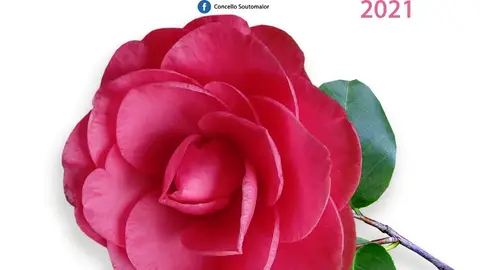 Campaña de homenaje a la camelia Concello Soutomaior