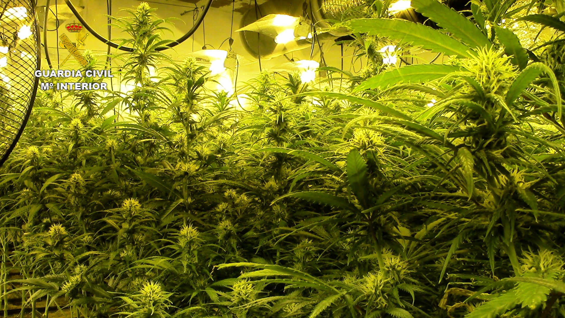 La Guardia Civil desmantela dos plantaciones de marihuana en Santa Olalla La Guardia Civil desmantela dos plantaciones de marihuana en Santa Olalla