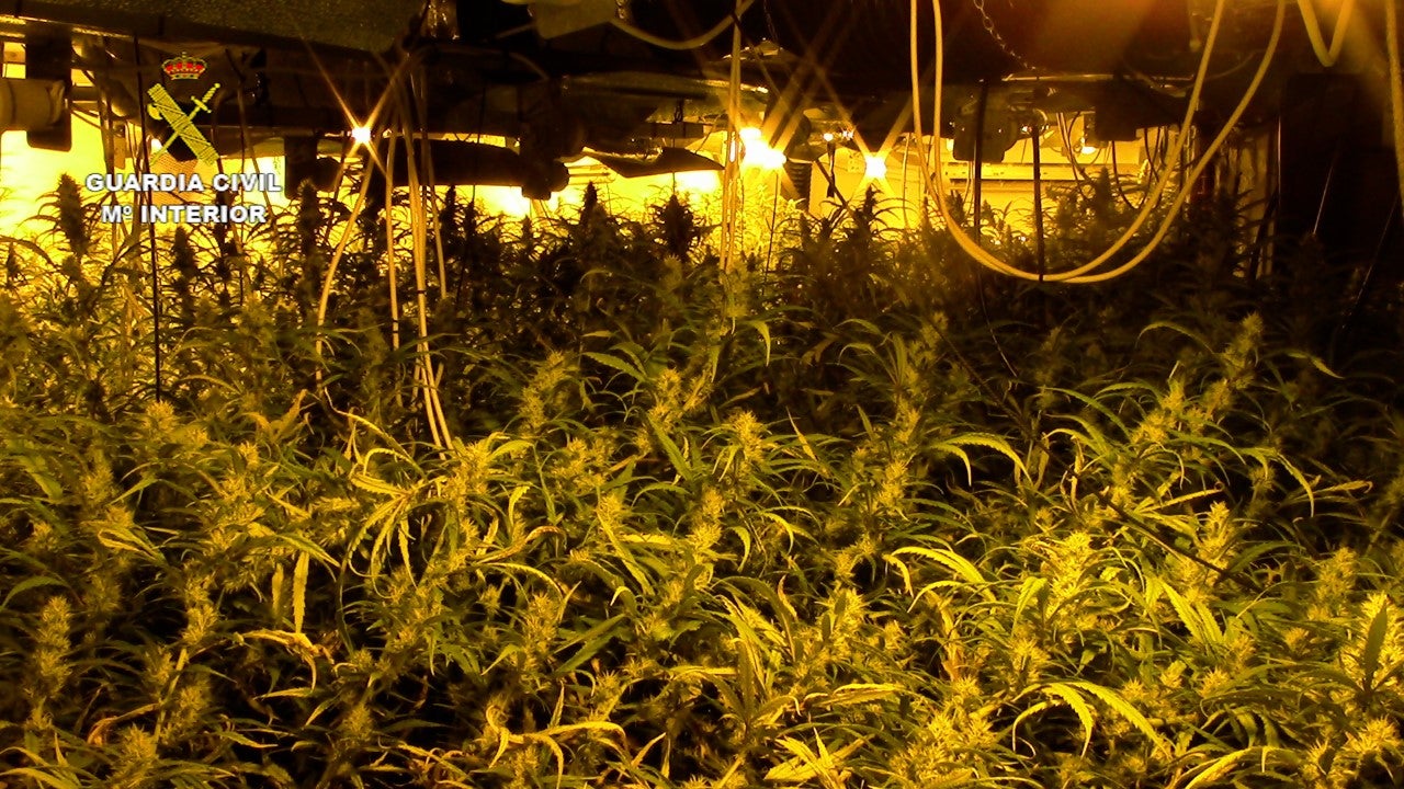 La Guardia Civil desmantela dos plantaciones de marihuana en Santa Olalla y detiene a 5 personas. La Guardia Civil desmantela dos plantaciones de marihuana en Santa Olalla y detiene a 5 personas.