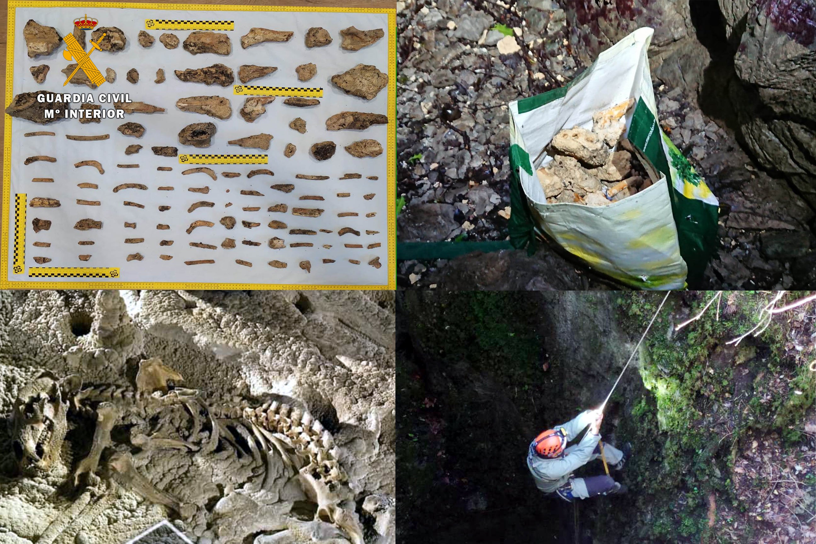 La Guardia Civil investiga el expolio de restos fósiles de dos osos cavernarios en cavidades de Matienzo y Arredondo La Guardia Civil investiga el expolio de restos fósiles de dos osos cavernarios en cavidades de Matienzo y Arredondo