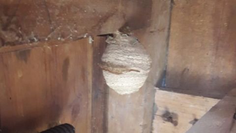 Nido primario de velutinas