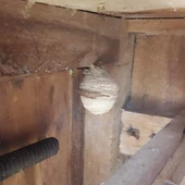 Nido primario de velutinas Nido primario de velutinas