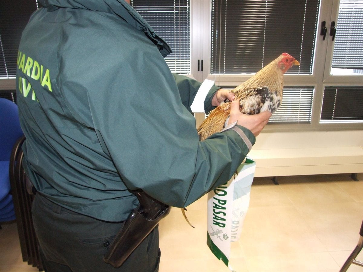 Denunciado un local de peleas de gallos con 89 personas en su interior Denunciado un local de peleas de gallos con 89 personas en su interior