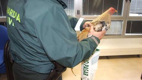 Un agente de la Guardia Civil sostiene en sus manos un gallo de pelea. Imagen de archivo