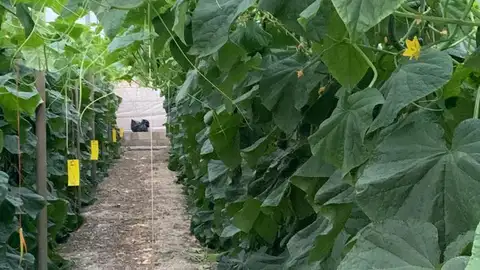 RECURSO AGRARIO RECURSO AGRARIO