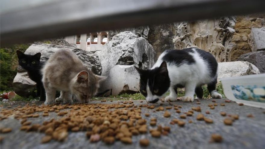 Unidas Podemos propone un programa de control felino y nombrar una rotonda de Badajoz como rotonda 25 de Marzo Unidas Podemos propone un programa de control felino y nombrar una rotonda de Badajoz como rotonda 25 de Marzo