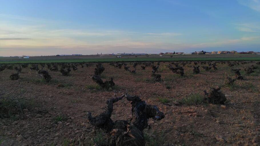 Imagen cultivos Valdepe&ntilde;as