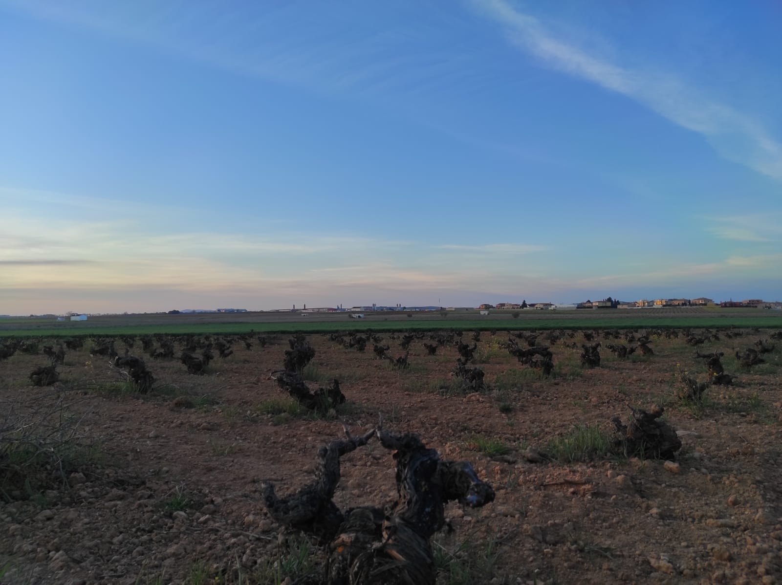 Se prorroga hasta febrero de 2022 la declaración de comarca de emergencia cinegética temporal por daños de conejo de monte. En localidades como Valdepeñas la superpoblación de estos animales está causando cuantiosos daños a los agricultores. Se prorroga hasta febrero de 2022 la declaración de comarca de emergencia cinegética temporal por daños de conejo de monte. En localidades como Valdepeñas la superpoblación de estos animales está causando cuantiosos daños a los agricultores.