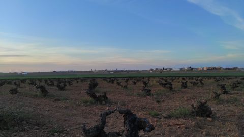 Imagen cultivos Valdepe&ntilde;as