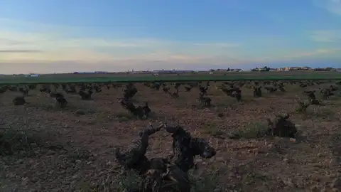 Imagen cultivos Valdepeñas Imagen cultivos Valdepeñas